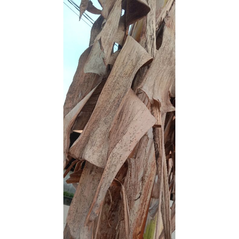 

Daun pisang kering 100g