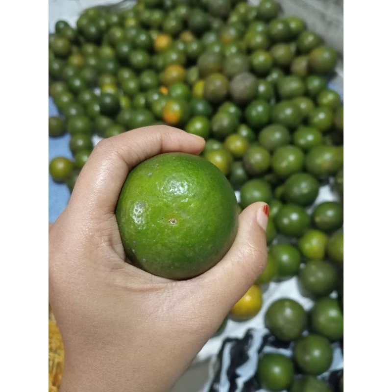 

Jeruk Peras Manis segar