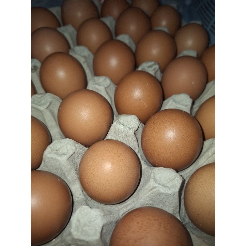 

Telur Ayam termurah grosir minimal co 6kg