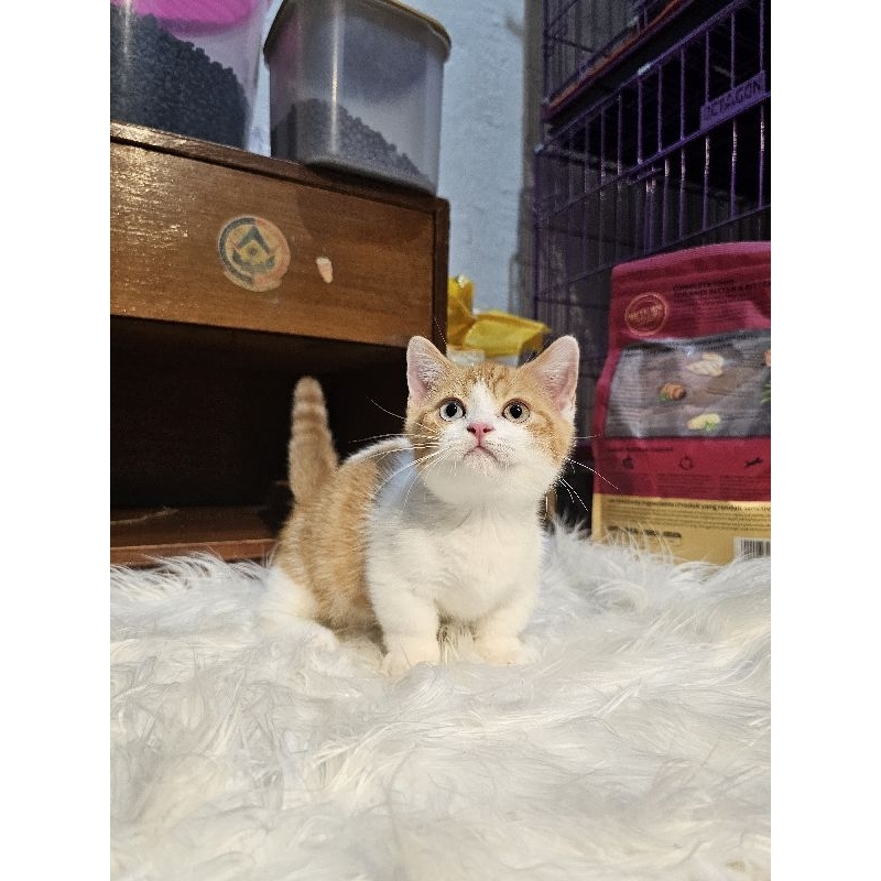 British Shorthair Munchkin Jantan ( Odd Eyes ) Carrier Cinnamon