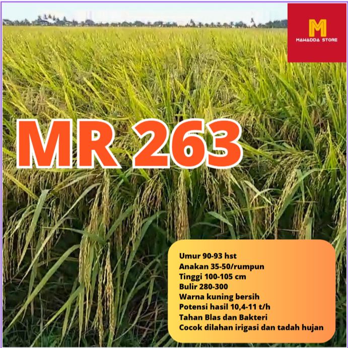 Biji Padi Unggul MR 263 (5KG)