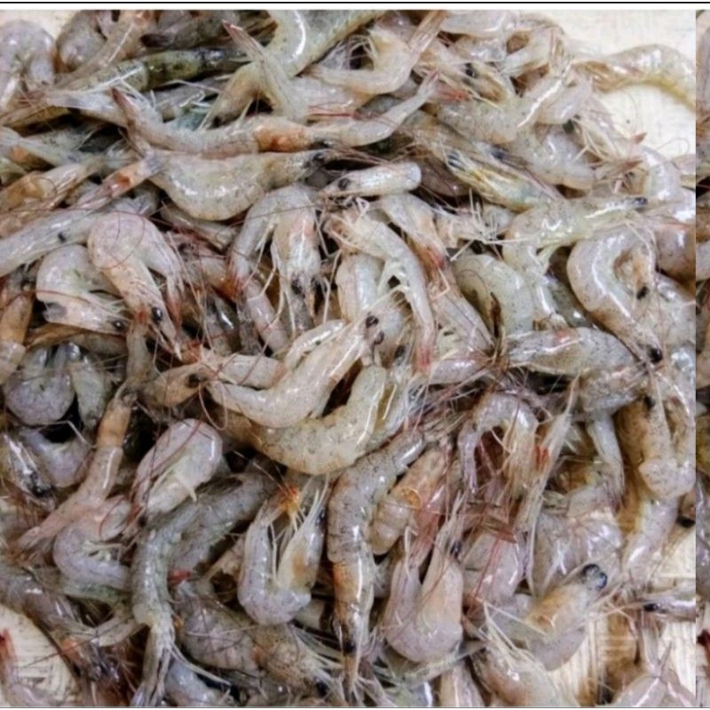 

Udang kecil segar 250gr..