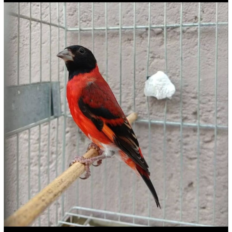 REDSISKIN KLASIK(JADI)