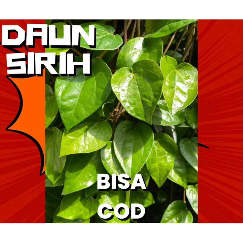 

Promo Daun sirih segar 50 lembar herbal rempah ukuran sedang