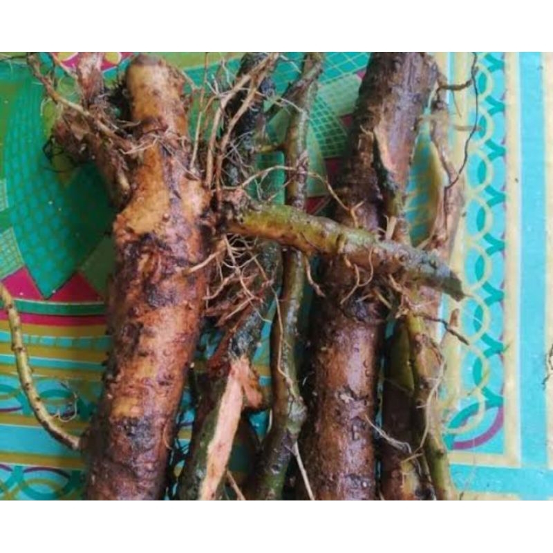

Akar pohon waru segar 500gr