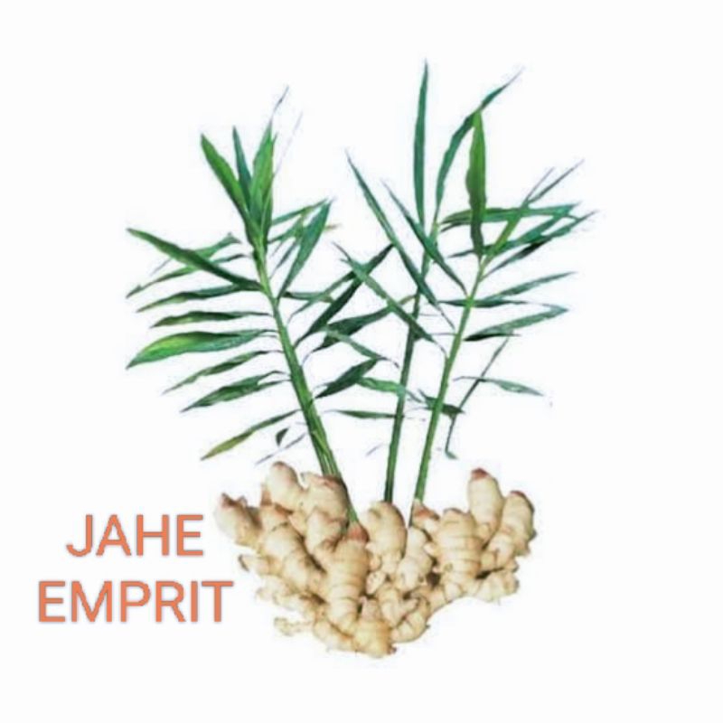 

JAHE EMPRIT FRESH & SEGAR
