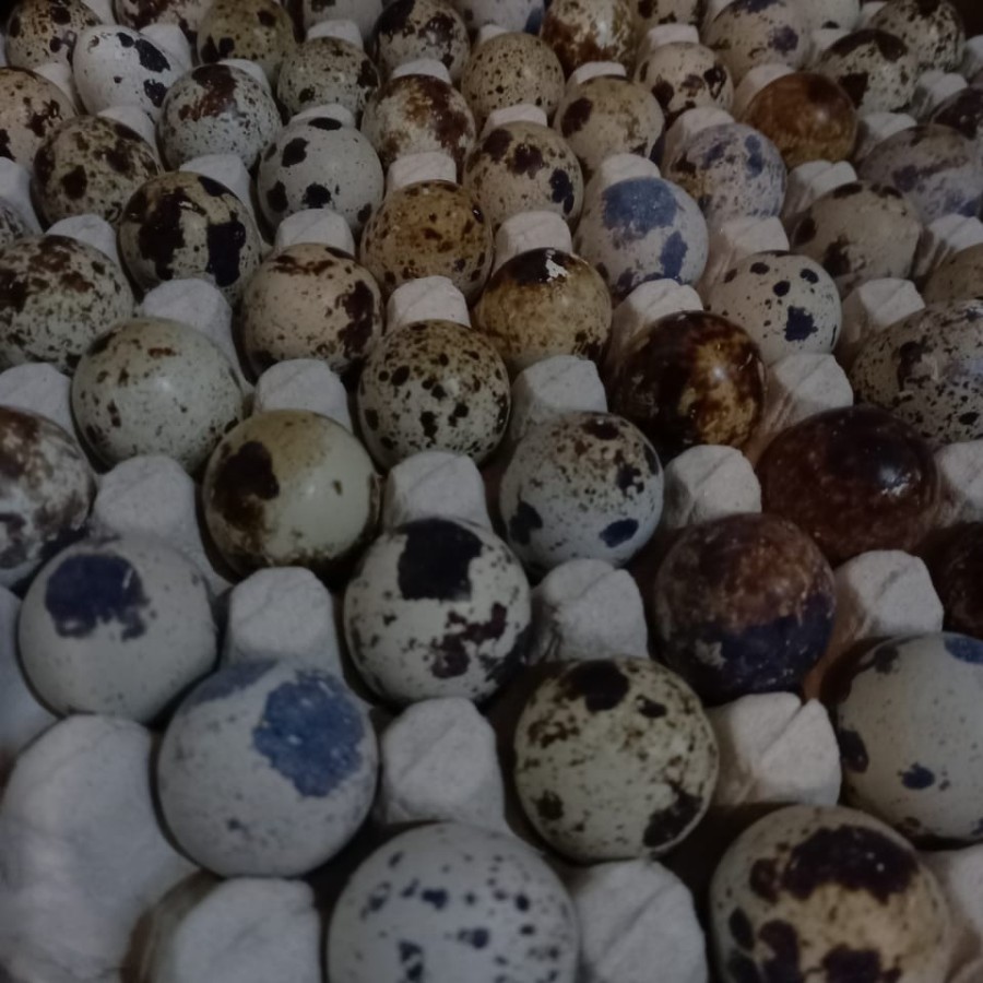 

IO TELUR BURUNG PUYUH / TELUR PUYUH (45 BUTIR)