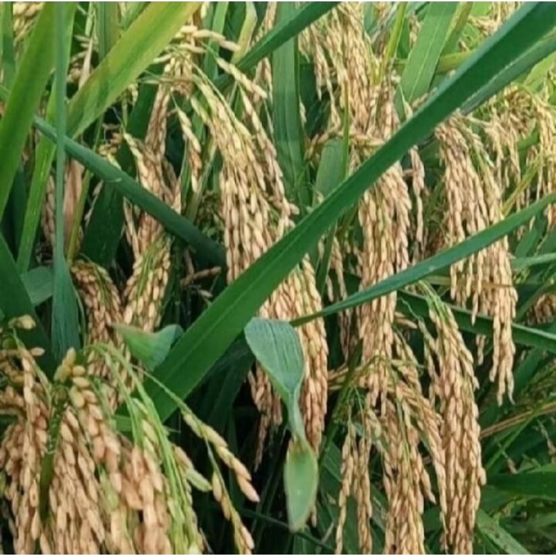 Benih padi Inpari 42 jumbo (5kg)