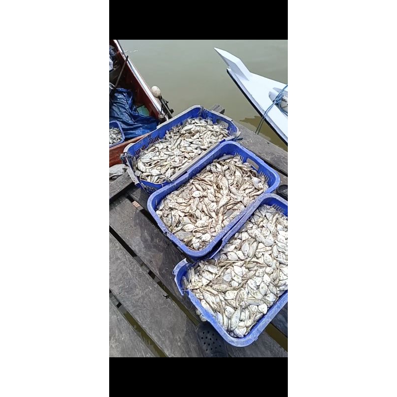 

ikan asin khas tanah bumbu