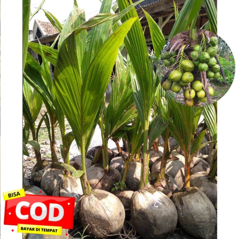 Bibit Tanaman Kelapa Genjah Entok Berbuah Pendek