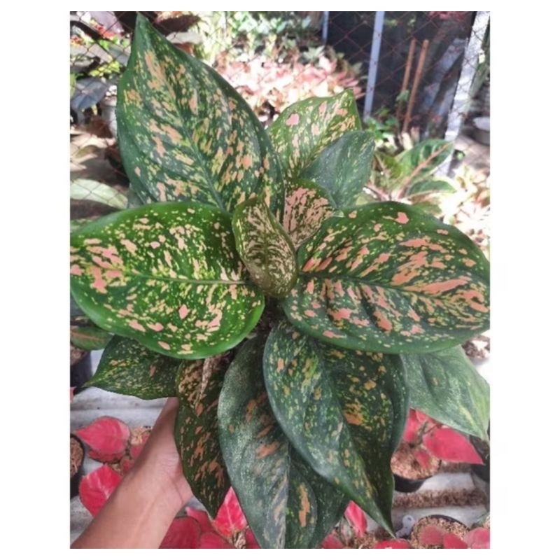 Aglonema Ruby Chiang Mai