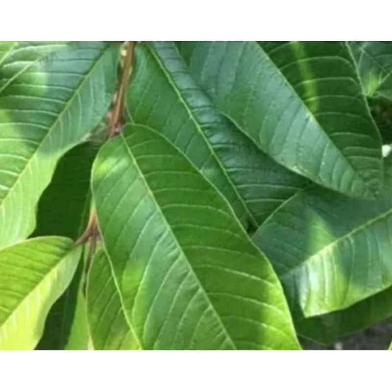 

Daun Jambu Biji Jeruk Purut (Harga Per Lembar)