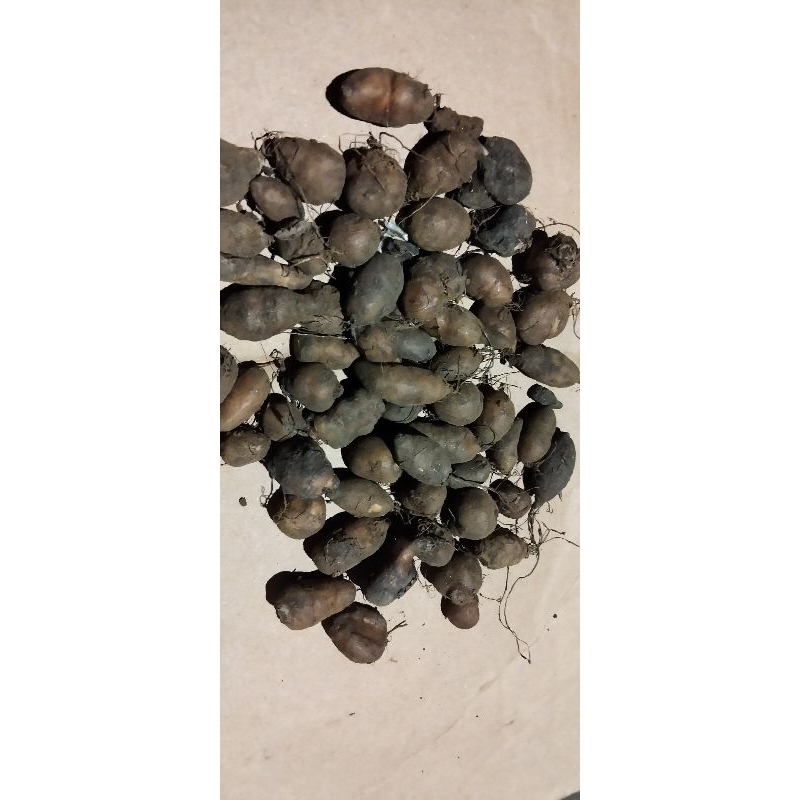 Bibit kentang klici/kentang hitam yang kecil kecil 1kg