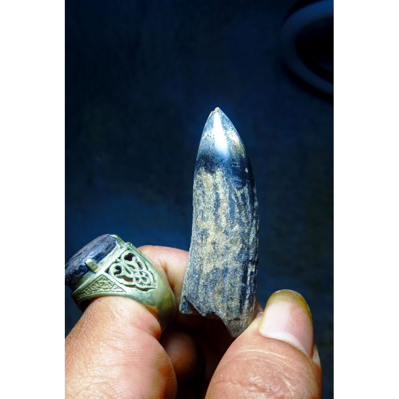 koleksi langka tarcan alam