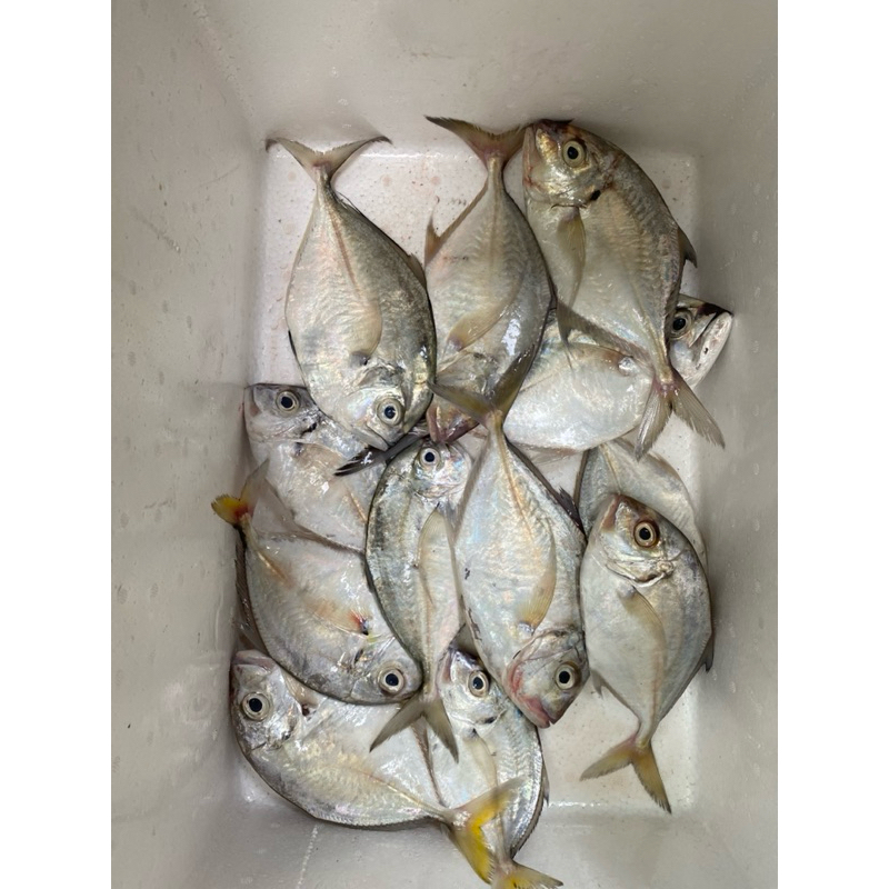 

Ikan Kuwe 500 gram