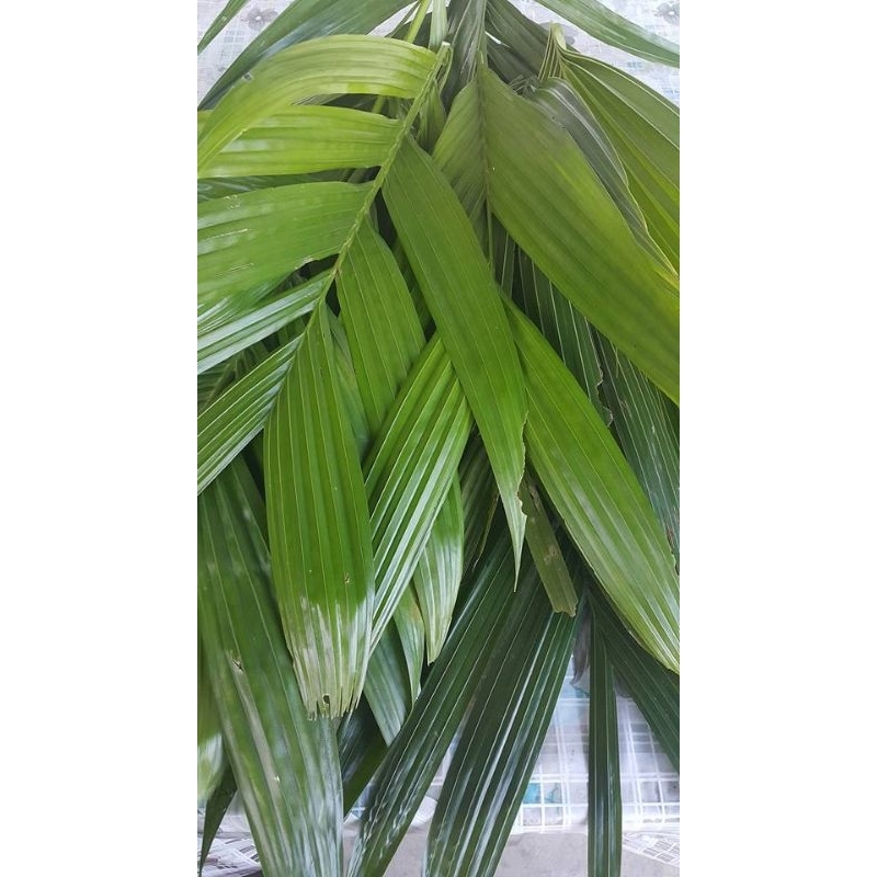 

daun pinang segar per helai