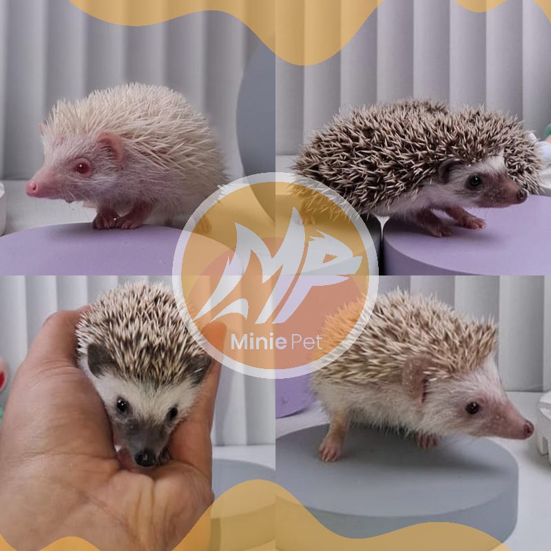 Landak Mini anakan dan dewasa (Salt pepper, albino, brown, REC) only jabodetabek