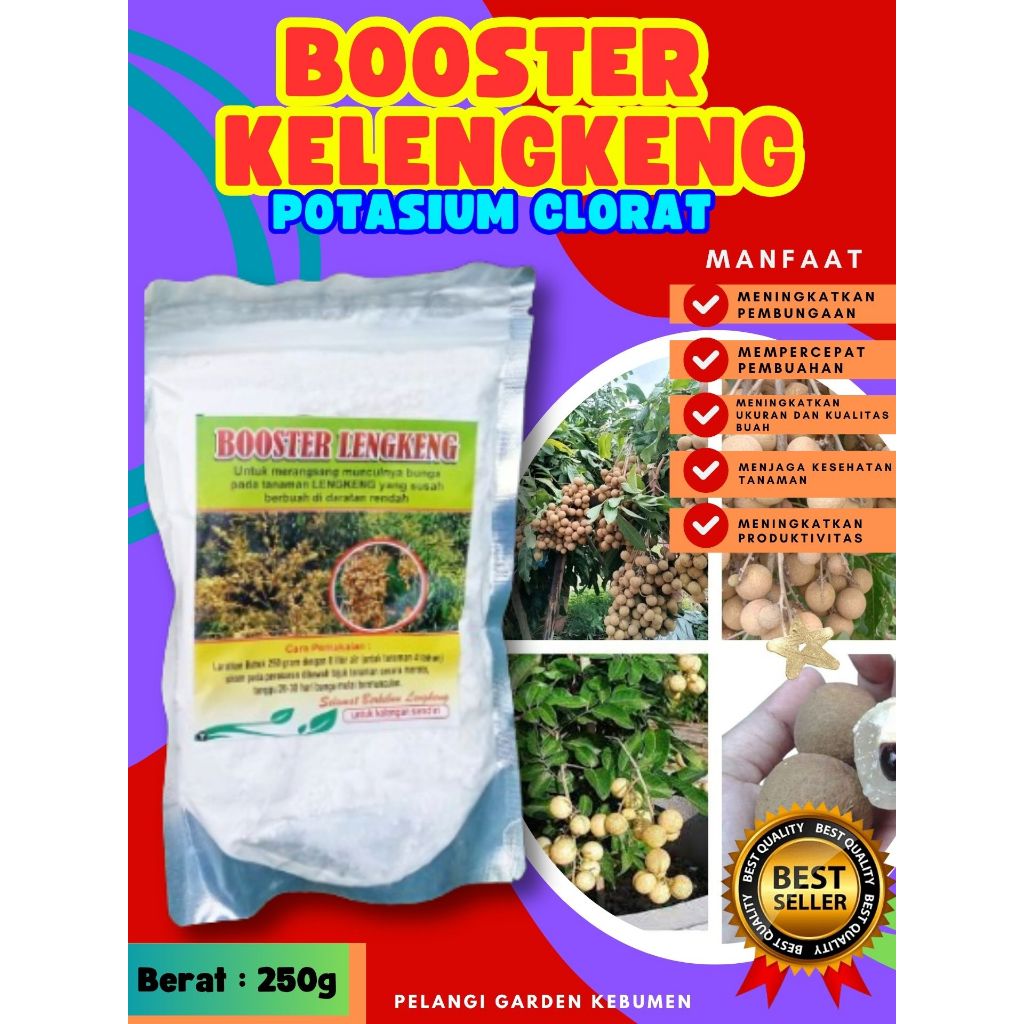 SOLUSI AMPUH  Booster Kelengkeng Cangkokan