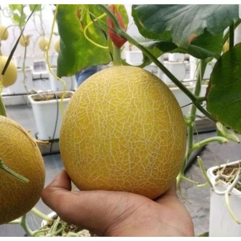 

100++ benih MELON golden inthanon kualitas super