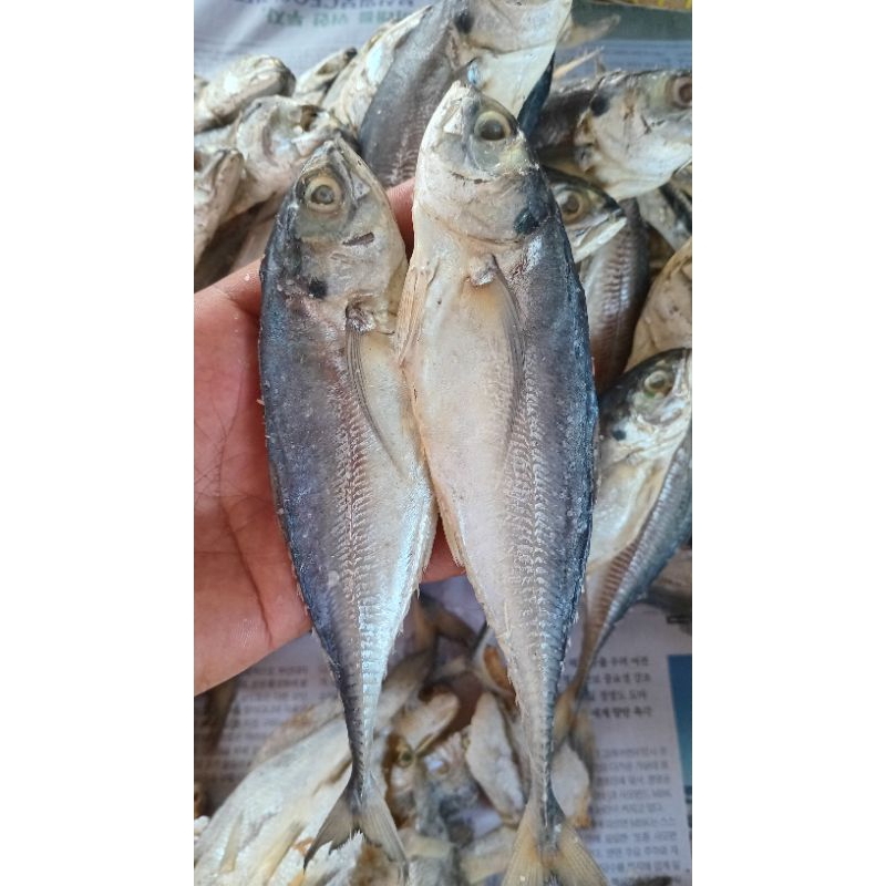 

Ikan Cencaru asin 500 gram, 1 Kg (RIAU)