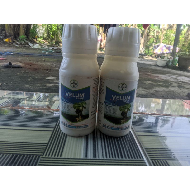 Velum prime nematisda