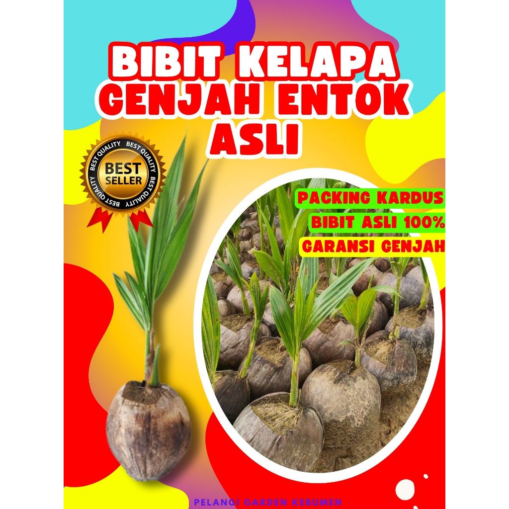 CEPAT BERBUAH.. Bibit Kelapa Entok Anak, Bibit Kelapa Entok Kecil, Bibit Kelapa Gajah Entok