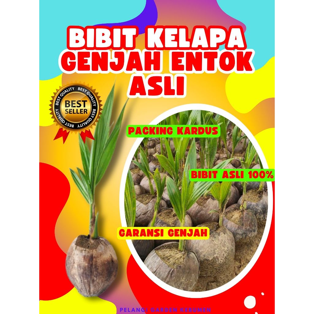 TERLARIS.. Bibit Kelapa Gajah Entok, Bibit Kelapa Genjah, Bibit Kelapa Genjah Pendek