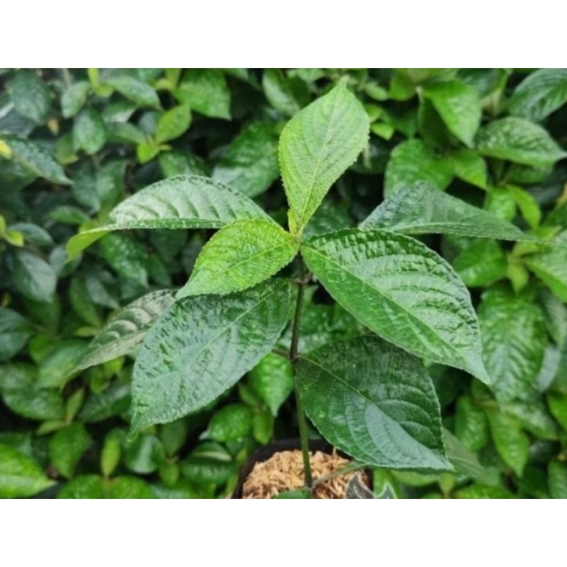 Bibit keji beling/Daun keji beling daun herbal pecah beling