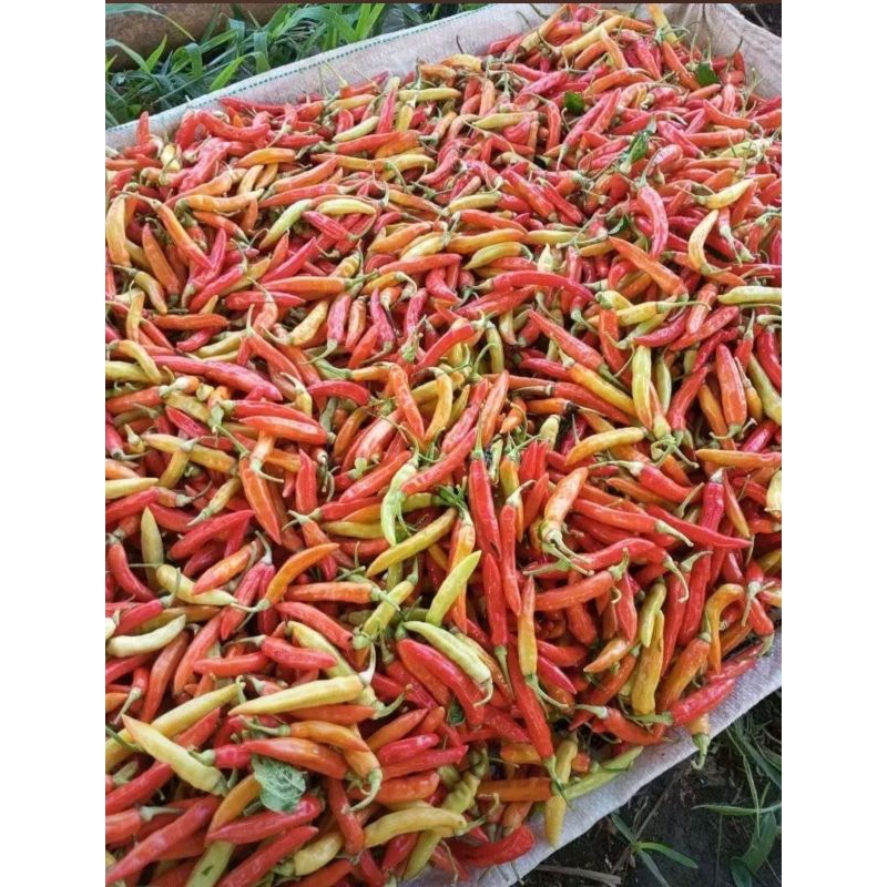 

Cabe Rawit merah ORI fresh 1 kg