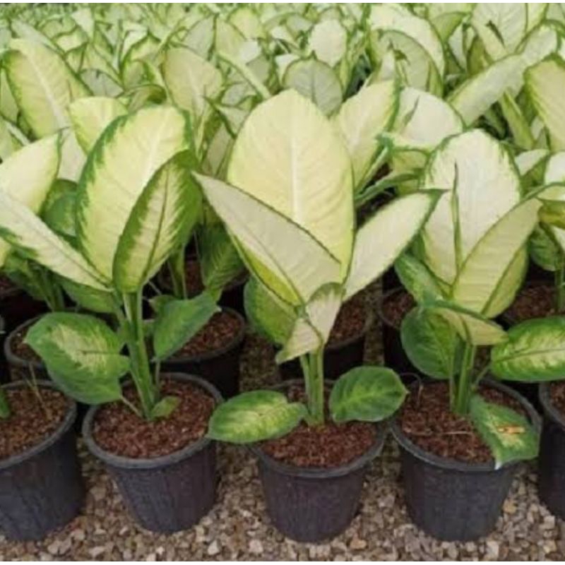 dieffenbachia Tisue / Blanceng / Aglonema tisu putih