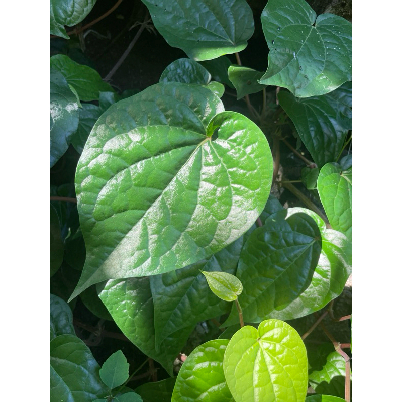

Daun sirih herbal segar langsung dari pohon 15 lembar