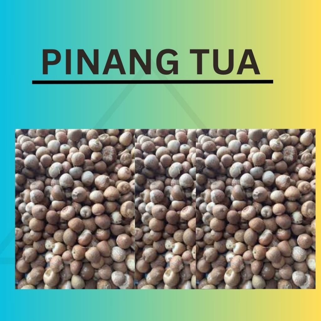 

PINANG TUA KERING