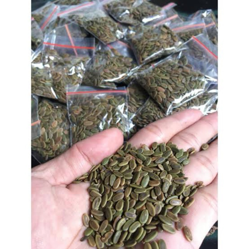 

Benih Biji Pohon sengon - Biji Kayu Jeungjing - Tanaman Albasia SIAP SEMAI