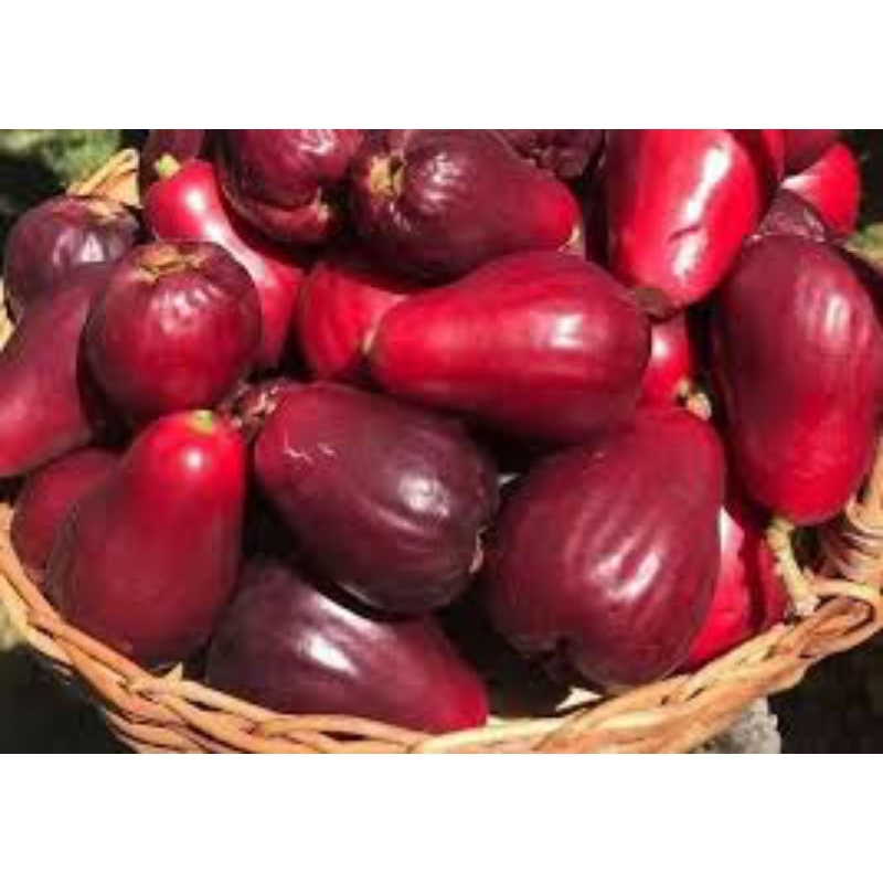 

bibit jambu Jamaika ukuran besar