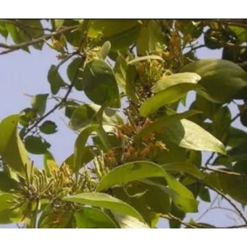 

MURAH!! 250 GRAM DAUN BENALU MANGGA ASLII