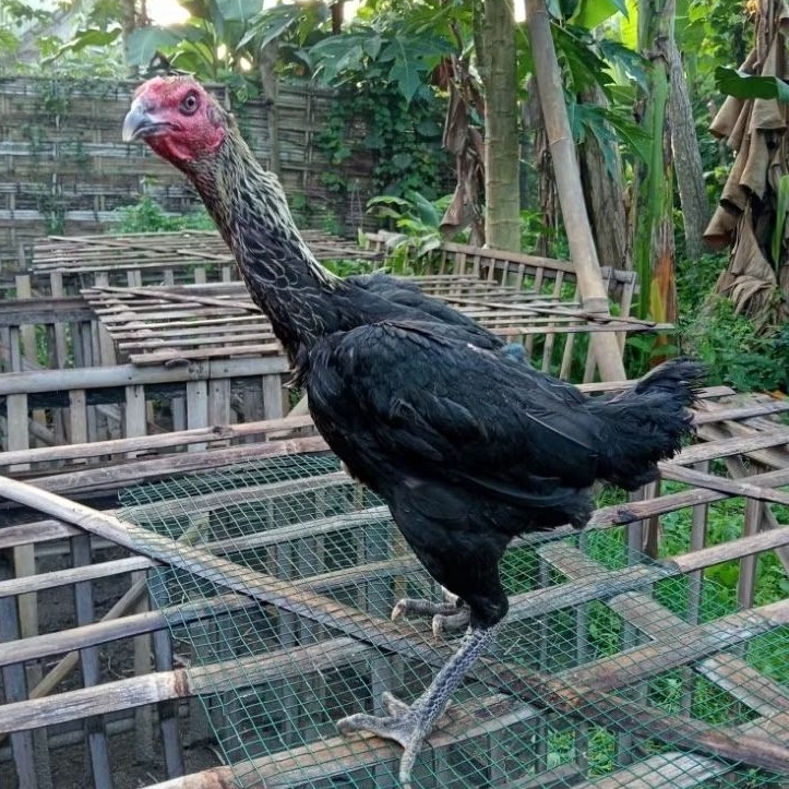 Telur Ayam Laga Fertil Telur Tetas Ayam Aduan Plucker Cros Koytradngon