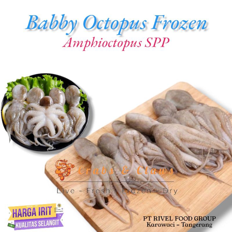 

Baby Oktopus / Gurita Kecil Fresh Frozen 1kg