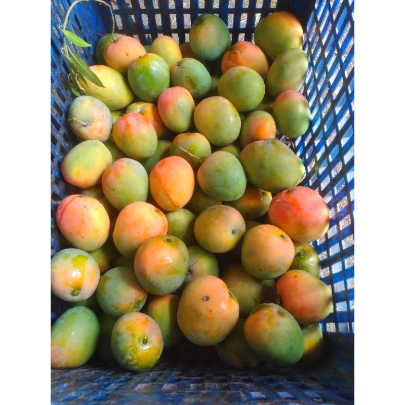 mangga gedong gincu asli cirebon fresh 1kg