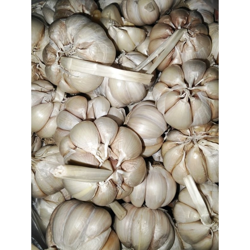 

Bawang putih super murah