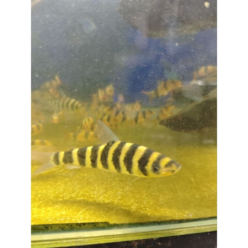 leporinus ikan kaos kaki 3 inch ikan hias air tawar