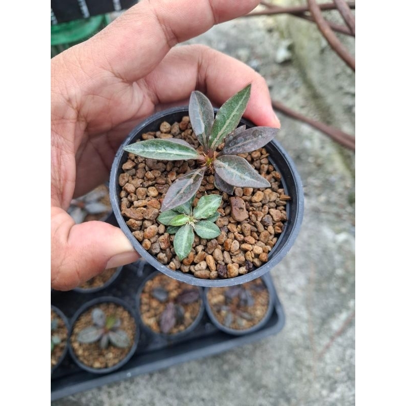 Euphorbia Francoisii x Tulereansis & Tulereansis x Francoisii