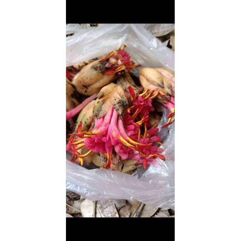 

bunga terpus/pinang bawang 500gr