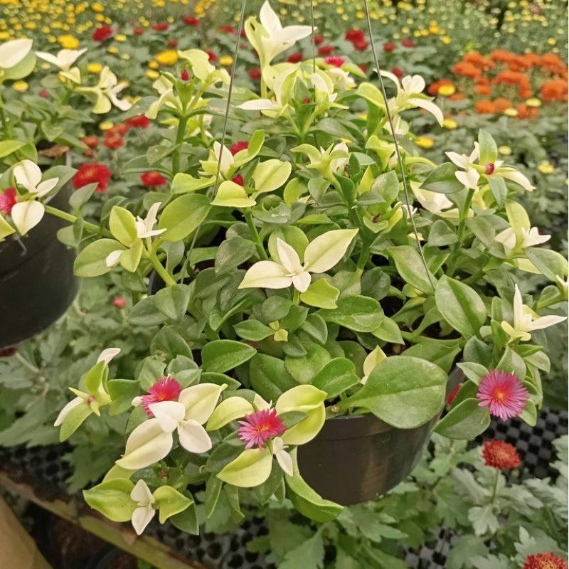 Tanaman Hias Gantung Hidup Baby Sun Rose Daun Tebal & Bunga Cantik Tahan Panas & Mudah Dirawat