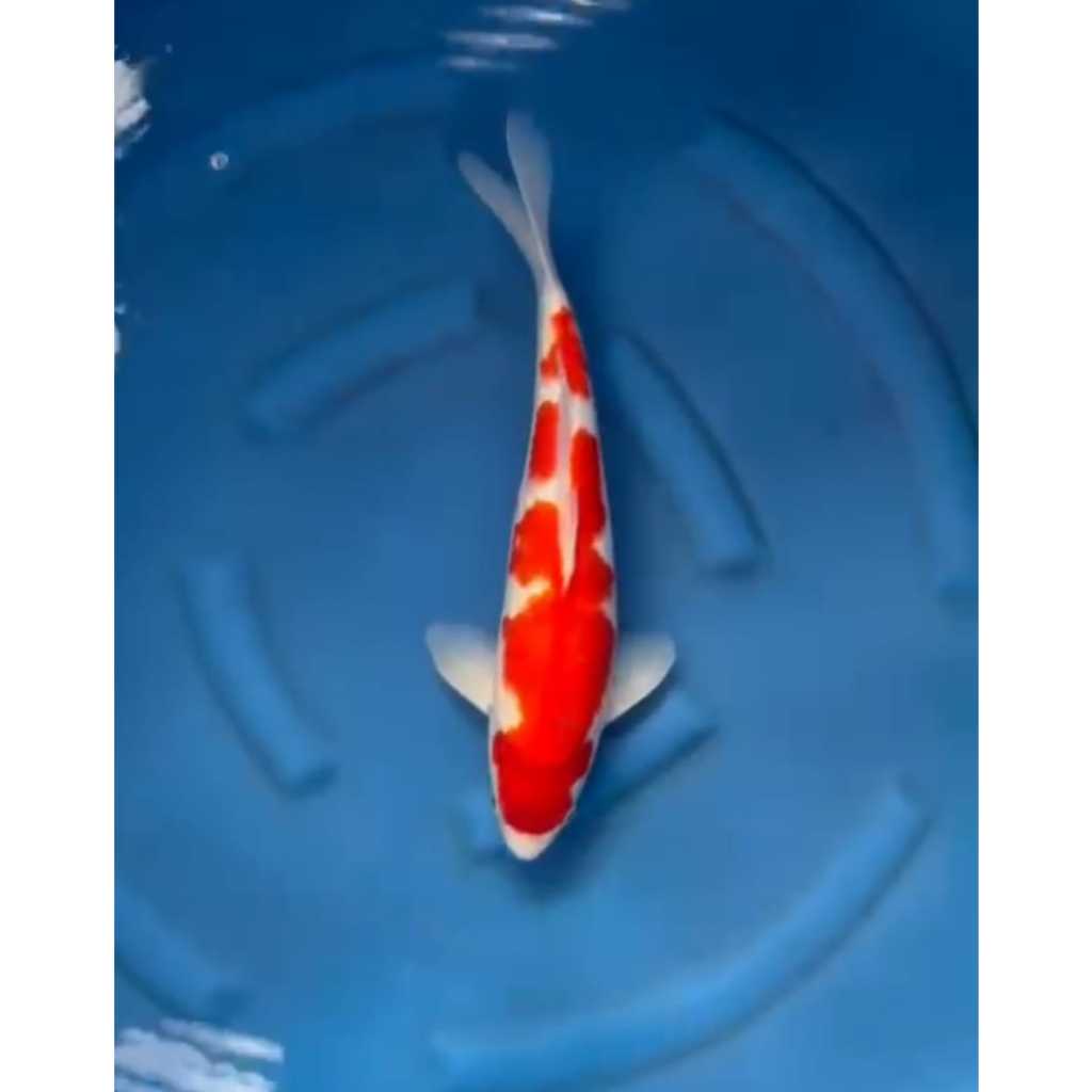 IKAN KOI BLITAR KOHAKU