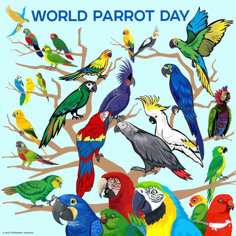 hiasan macaw