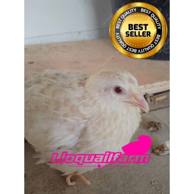 

PAKET 30 BUTIR TELUR PUYUH FERTIL/TETAS ALBINO MATA MERAH