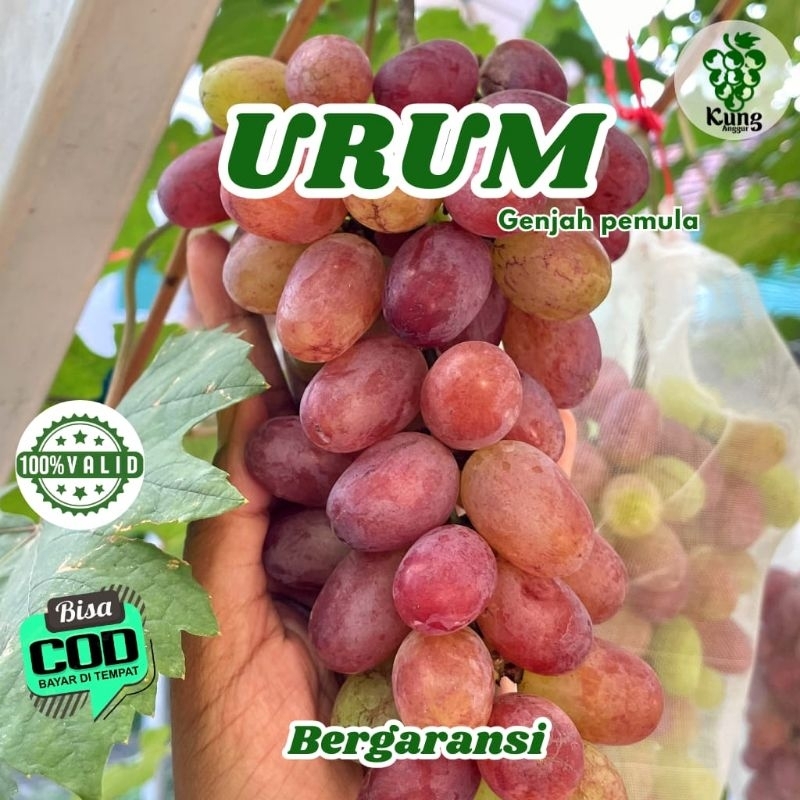 

Bibit Anggur Import Urum Warna Merah KUNG ANGGUR