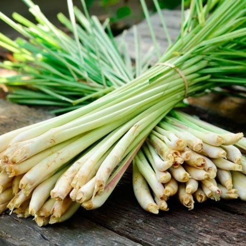 

Sereh/serai/lemongrass harga grosir langsung dari kebun sendiri