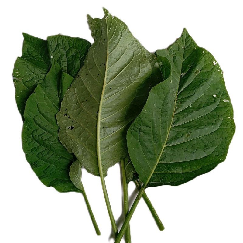 

Daun kecubung segar petik langsung organik paket 10 lembar