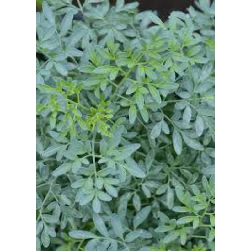 

daun inggu segar/chau 10g/samsul.herbal